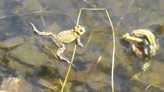 Erdkröten laichen im Dalbker Teich [upl. by Maire]