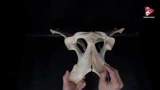 Comparative Anatomy of the Pelvis [upl. by Hildegaard98]