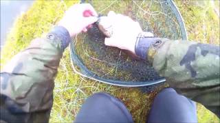 fly fishing harelaw trout fishery 18516 [upl. by Bink]