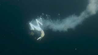 A Juicy Sardine Lunch sardinerun birdlovers sharks southafrica ocean canonR5 aquatech [upl. by Llekcir]