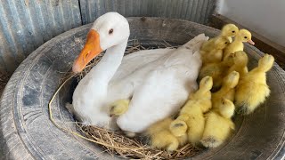 Amazing Pekin Duckling Hatching From Eggs  Nee Baby Duck Born [upl. by Amocat844]