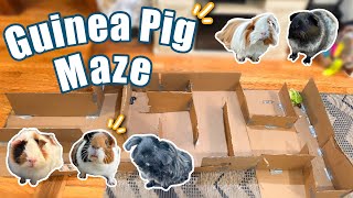 Maze Challenge For The Guinea Pigs ✨ Can They Solve It [upl. by Shiff102]