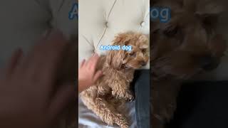 Apple vs Android doggie fyp dog comedy funny memes [upl. by Ares]