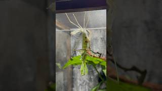 Giant Asian mantis molting Timelapse prayingmantis mantis insect bug [upl. by Doloritas302]