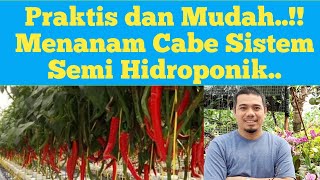 Cara mudah menanam cabe hidroponik Tanam Cabai Hidroponik Tanam cabe hidroponik sistem wick [upl. by Nail104]