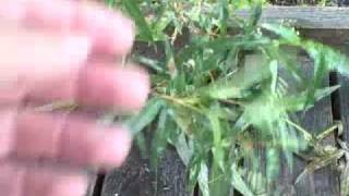 EatTheWeeds Episode 90 Smartweed Knotweed [upl. by Cassius171]