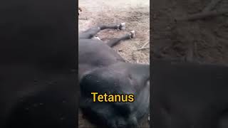 Tetanus in cattle  symptoms of tetanus cattledisease cattlefarm cow [upl. by Hgielyk]