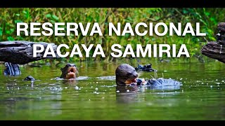 Reserva Nacional Pacaya Samiria [upl. by Villada]