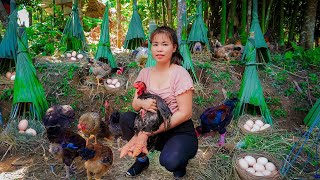 Build Nest for Chickens to Lay Eggs  Harvesting Many Chicken Eggs Goes To Market Sell [upl. by Yenitsed149]