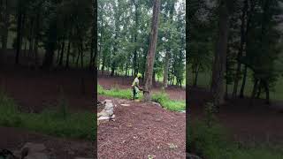 MS261 vs Dead Tulip Poplar treeremoval stihl treework chainsaw shortvideo notchanddrop [upl. by Jami]