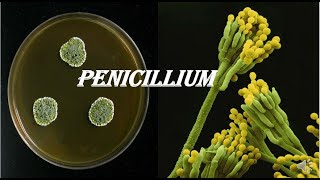 Penicillium [upl. by Almat]