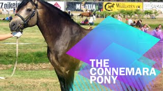 Fun Facts About The Connemara Pony [upl. by Adnola661]