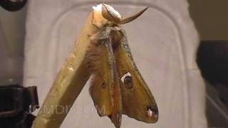 Moth emerging from cocoon  expanding wings time lapse [upl. by Eillit]