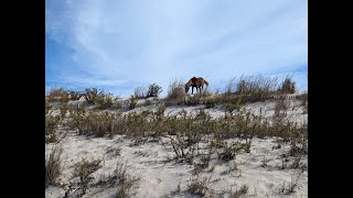 Scenic Views from Assateague Island amp Ocean City [upl. by Tanney684]