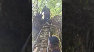 Firefighters rescue dog stranded in tree after Helene [upl. by Namyw]