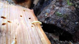 Woodworm larvae up close [upl. by Eelanaj]