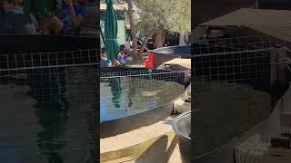 A tour of the ARCHELON Sea Turtle Rescue Centre [upl. by Naek]