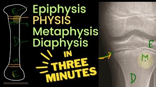 Physis Epiphysis Metaphysis and Diaphysis 🦴  in 3 MINUTES [upl. by Katt]