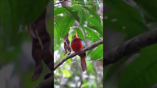 💚 Yellow billed jacamar 💚 [upl. by Imray]