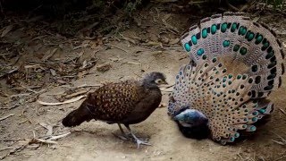 Bornean peacockpheasant [upl. by Yanal]