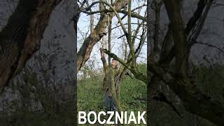 DZIKI BOCZNIAK SPADŁ z DRZEWA [upl. by Jeffery346]