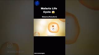 Malarialifecycle [upl. by Assiran151]