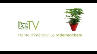 Plante dintérieur Le radermachera [upl. by Etnomal]