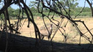 Texas Nilgai Hunt September 2011 Wildlife Systems [upl. by Aikahc]