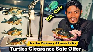 Turtles Clearance Sale Offer RES Turtles  Yellow Belly Turtles Paisa wasool Offer Kachwe [upl. by Donaghue]