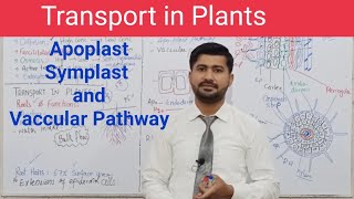 141 Transport in plants  symplast apoplast vaccular pathway  Chapter 14 lec 1 [upl. by Philbert690]