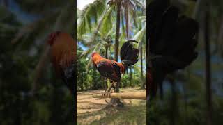 gamefarm chickenbreeds trending chicken trending shortvideo shorts short [upl. by Krell723]