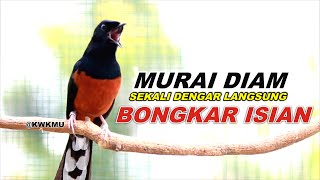 MURAI FULL ISIAN CILILIN SAMBUNG KENARI GEREJA TARUNG LOVEBIRD NGEKEK PANJANG Eps152 [upl. by Malcom368]