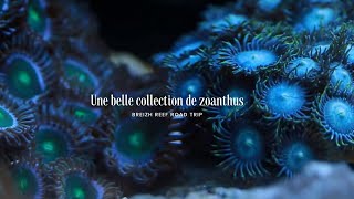 Une belle collection de zoanthusavi [upl. by Nager]