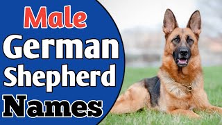 TOP amp UNIQUE Male Boy German Shepherd Dog Names Ideas of 2021  NamoLogy [upl. by Leeke]