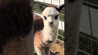 Alpactober Agritourism [upl. by Natehc]