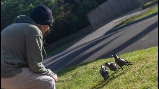 Cute Baby Magpies Begging For Food [upl. by Leupold]