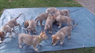 Chiots chiens loups tchécoslovaques âgés de 46 jours Portée Heaven amp Ioric 17 02 2017 [upl. by Ebeohp]