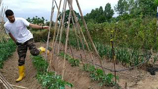 Cómo poner las cañas a las tomateras paso a paso guiado de los tomates [upl. by Aeuhsoj]