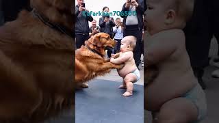 Dog fight with hagees baby  New trending shorts  world like Hd jamesawanle [upl. by Ariat]