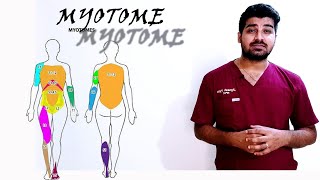 Myotomes Myotomes made easy to understand  How to remember Myotomes easily clinicaltalks [upl. by Ellimahs221]