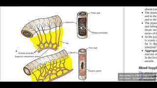 Jejunum Vs Ileum [upl. by Anaidirib]