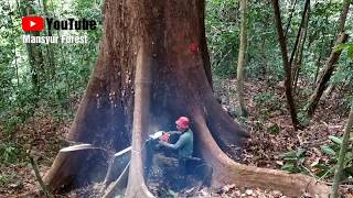 Prosesi Penebangan Pohon Besar Berjenis Meranti Atau Karang Buku [upl. by Jacob564]