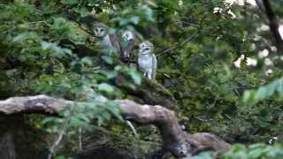 4 Young Barn Owls on the Isle of Wight [upl. by Barger]