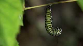 Monarch Caterpillar Changing to Chrysalis [upl. by Adnylem927]