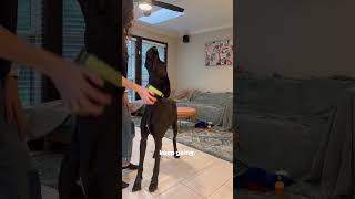 Dog Training How To Reward A Puppy With A Sensitive Stomach puppytraining puppyshorts [upl. by Drucilla]