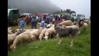 Larrivée des vaches et brebis au cirque de Campulstranshumance en Bethmale [upl. by Stuart]