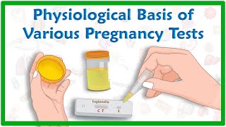 Physiological basis of various pregnancy tests [upl. by Ocirderf]