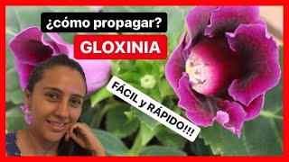 🔥 Aprende cómo REPRODUCIR GLOXINIA Fácil y Rápido  ✅ [upl. by Ztirf121]