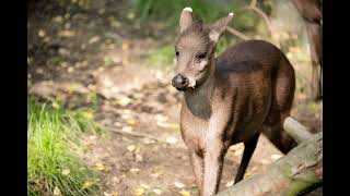 Tufted Deer  Vampire Deer [upl. by Enaillil]