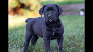 Cane Corso Puppies for Sale [upl. by Rammus]